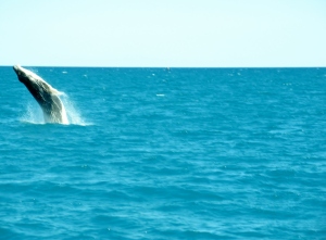 Vaalapoju hüppel